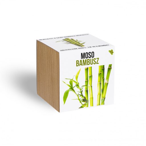 Moso Bambusz növényem fa kockában - növény nevelő szett