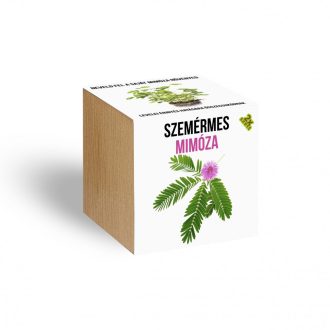   Szemérmes Mimóza növényem fa kaspóban - növény nevelő szett