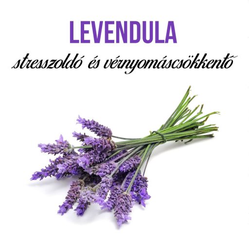 Levendula növény nevelő szett
