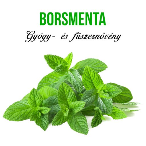 Borsmenta növény nevelő szett