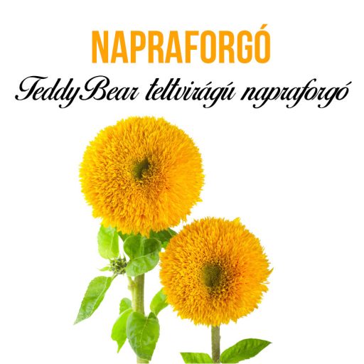 Napraforgó növény nevelő szett