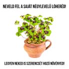 Szerencsehozó lóhere növény nevelő szett, Szerencsehozó lóhere növény nevelő szett
