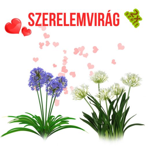 Szerelemvirág növény nevelő szett