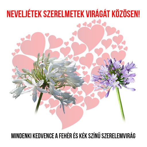 Szerelemvirág növény nevelő szett