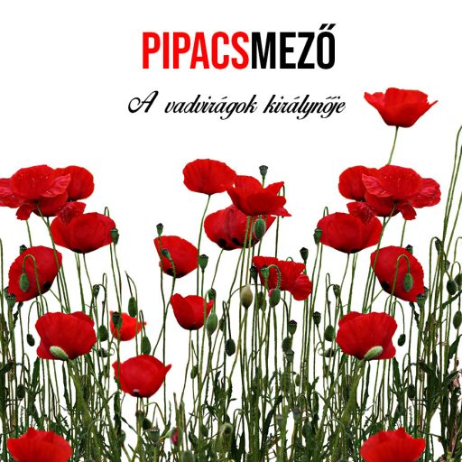 Pipacsmező növény nevelő szett