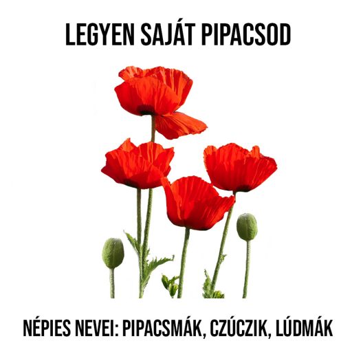 Pipacsmező növény nevelő szett