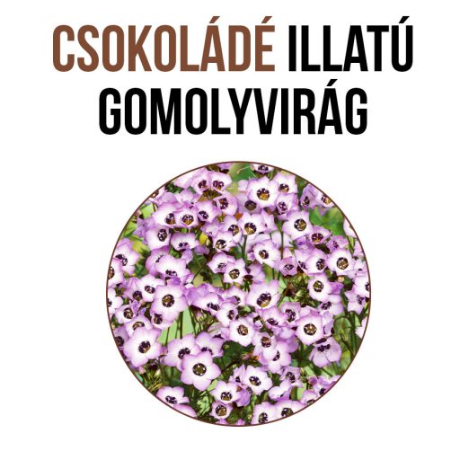 Csokoládé illatú gomolyvirág növény nevelő szett