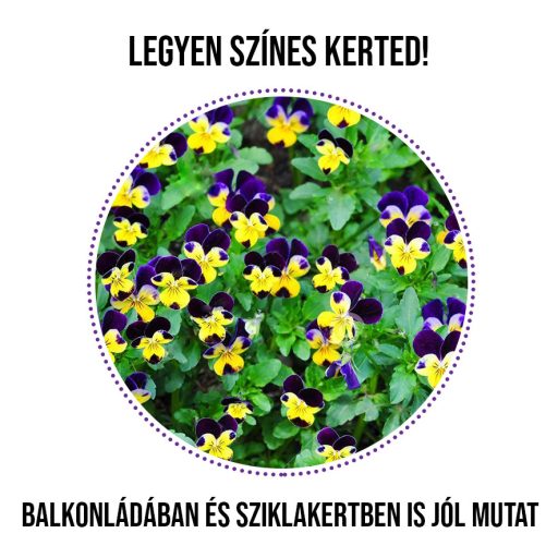 Háromszínű árvácska növény nevelő szett
