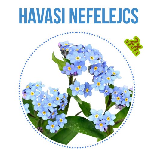 Havasi nefelejcs növény nevelő szett