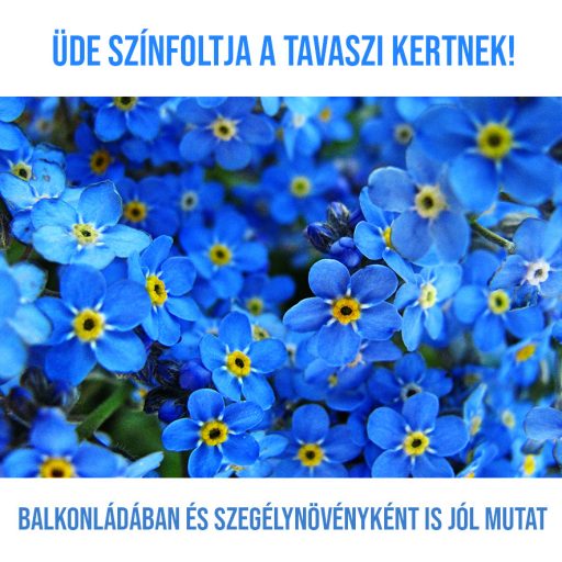 Havasi nefelejcs növény nevelő szett